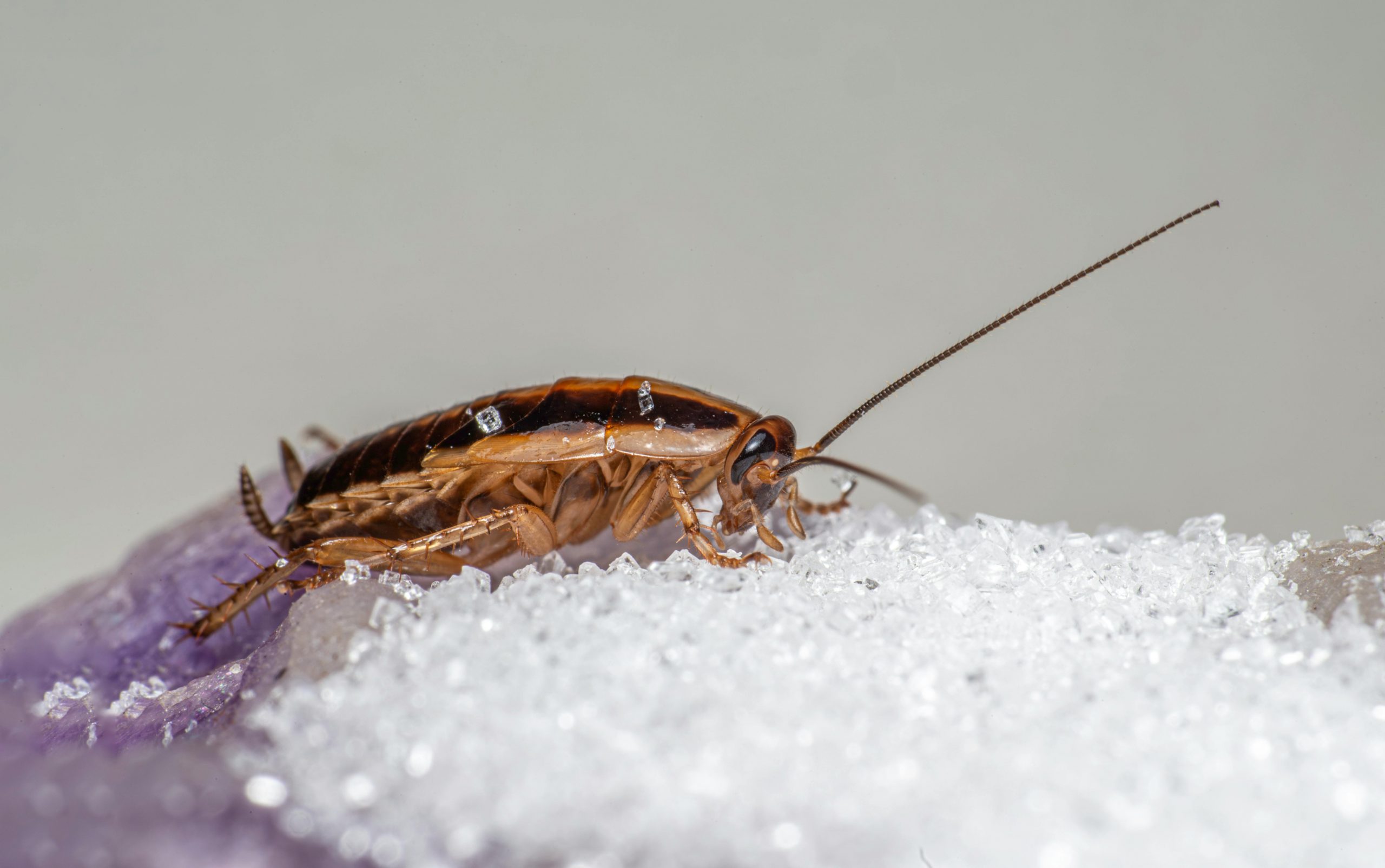 cockroach feeding on sugar and baking soda